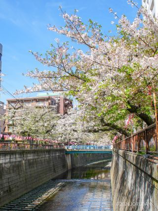 東山橋付近② 4月6日