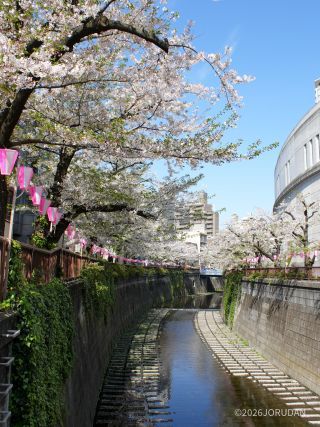 目黒天空庭園付近 4月6日
