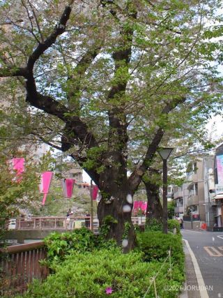 分かりにくいですが、白い粒はすべて桜の花びらです