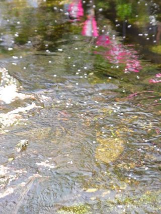 流れる桜も美しい