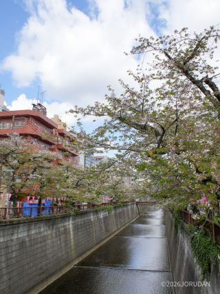 宿山橋付近 4月9日