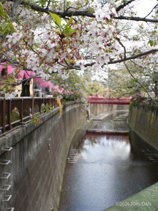 中の橋付近 4月9日