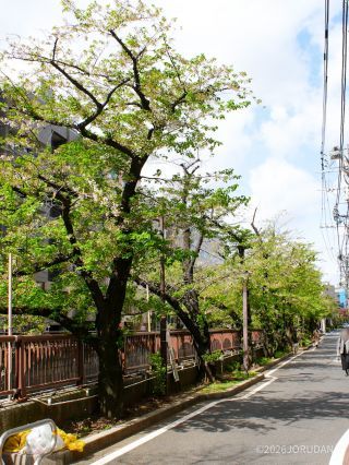 東山橋付近① 4月9日