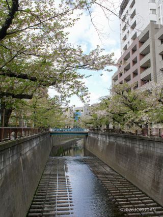 東山橋付近② 4月9日