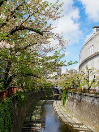 目黒天空庭園付近 4月9日