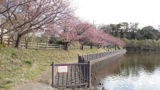 小松ヶ池の河津桜