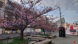 駅前の桜は前回と比べると少し開花が進む