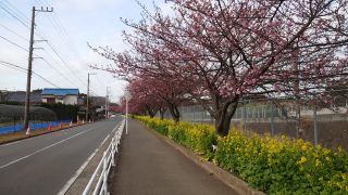 桜並木は2分咲き程度