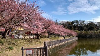 小松ヶ池前の河津桜