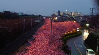 夜桜ライトアップ全景