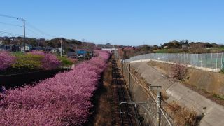 京急線沿いに桜並木が続いています