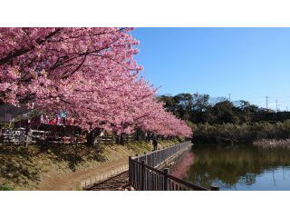 小松ヶ池桜並木、満開