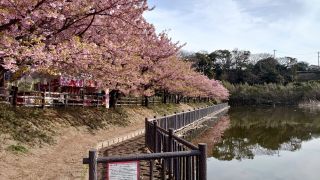 小松ヶ池の河津桜