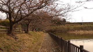 小松ヶ池のほとりの桜並木