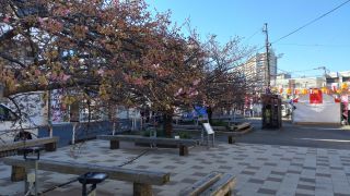 2月16日駅前の河津桜、少し花が増えてきました