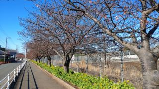 桜並木の様子 2月16日