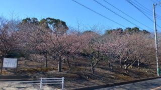 河津桜の丘も少しずつ開花しています