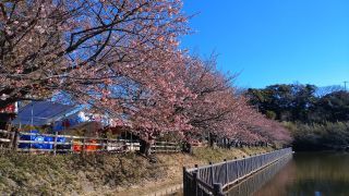 小松ヶ池公園の桜並木 2月16日