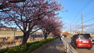 満開の桜並木が続いています