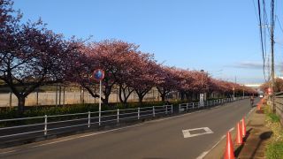 京急線沿いの桜並木
