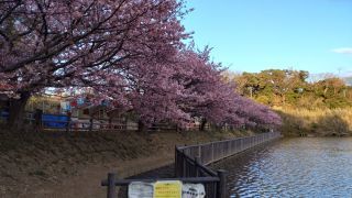 小松ヶ池公園の桜も見頃です