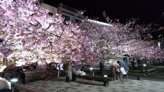 夜桜ライトアップ①
