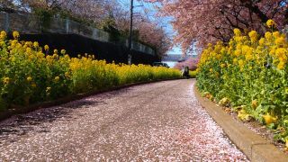 並木道に桜の花が増えてきました