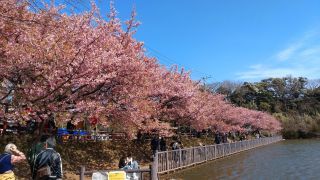 小松ヶ池公園の桜、満開！①