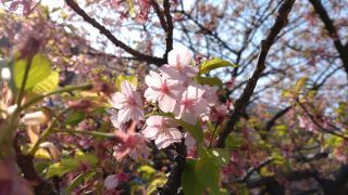 駅前の河津桜、新緑と桜