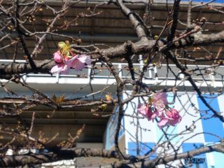 わずかですが、本日開花を確認