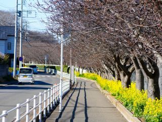 京急線桜並木の様子 1月30日