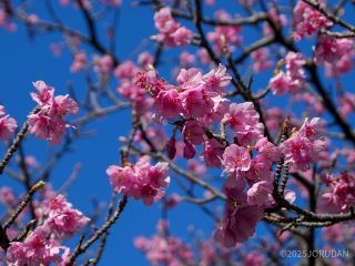 一部の場所では満開の桜も楽しめます
