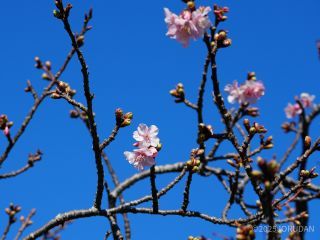 小松ヶ池公園入口、桜の花が周りより多く感じます