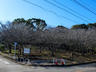 桜園地の様子 1月30日
