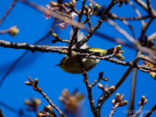 桜の枝を行き交うメジロたち