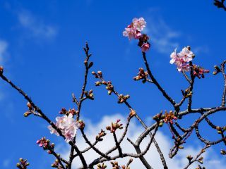 わずかですが河津桜、楽しめます