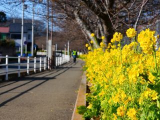 菜の花をお楽しみいただけます