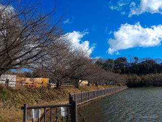 小松ヶ池の桜並木 2月6日