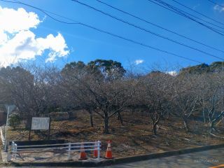 桜園地 2月6日