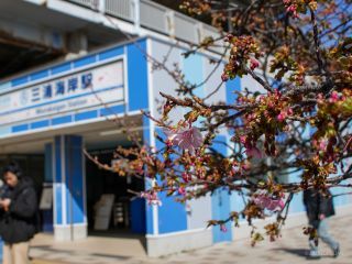 三浦海岸駅前 2月13日