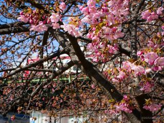 京急線高架下 2月13日