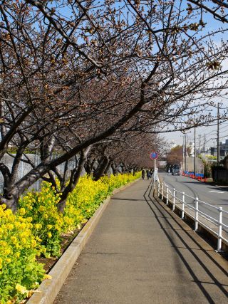 京急線沿い桜並木 2月13日