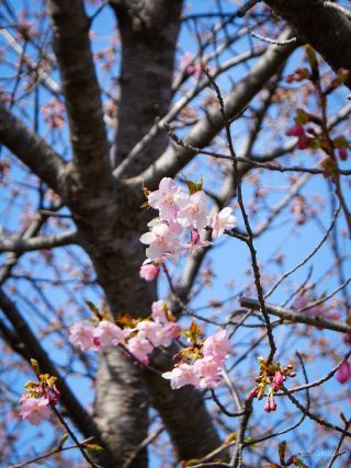 少しずつ河津桜の開花が進んでいます