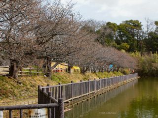 小松ヶ池の桜並木 2月13日
