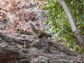 野生のリスに遭遇することも