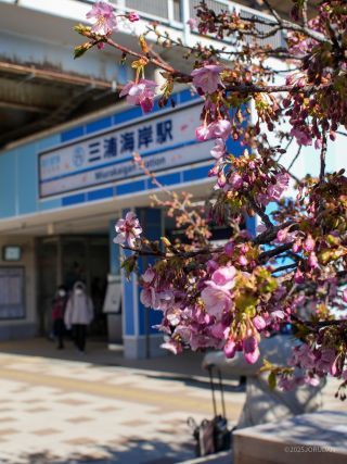 三浦海岸駅前 2月20日