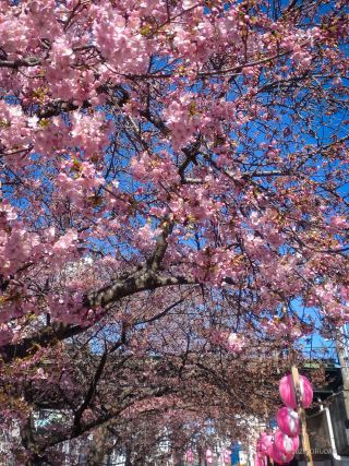 京急線高架下 2月20日