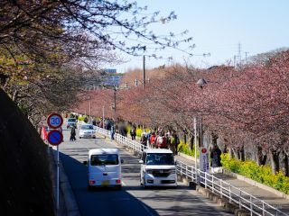京急線沿い桜並木 2月13日