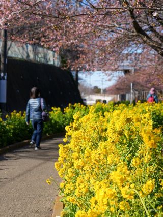 菜の花と桜並木をお楽しみいただけます