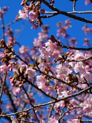 満開のように咲く場所も
